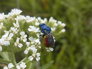 Chrysis ignita