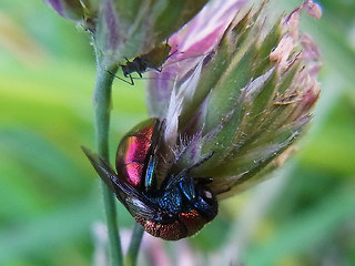 Chrysis viridula