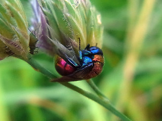 Chrysis viridula