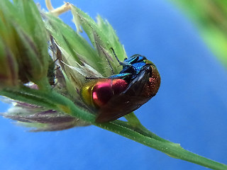 Chrysis viridula