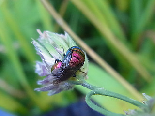 Chrysis viridula