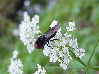 Chrysogaster solstitialis