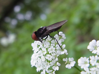 Chrysogaster solstitialis