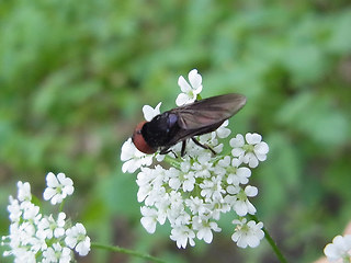 Chrysogaster solstitialis