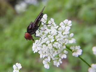 Chrysogaster solstitialis