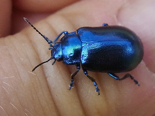 Chrysolina coerulans