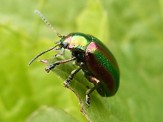 Chrysolina fastuosa