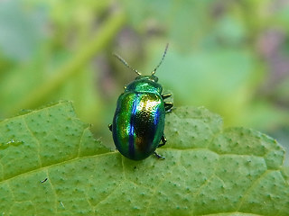 Chrysolina fastuosa