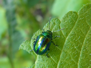 Chrysolina fastuosa