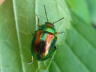 Chrysolina fastuosa