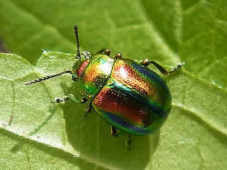 Chrysolina fastuosa