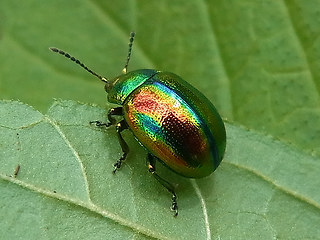 Chrysolina fastuosa