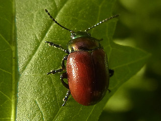 Chrysolina polita