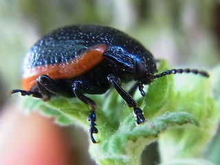 Chrysolina sanguinolenta