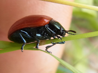 Chrysomela populi