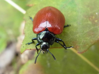 Chrysomela populi