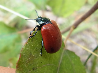 Chrysomela populi