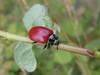 Chrysomela populi