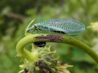 Chrysopa perla