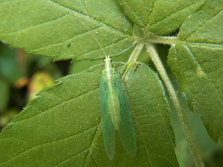 Chrysoperla carnea