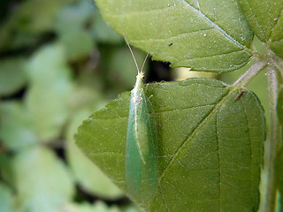 Chrysoperla carnea