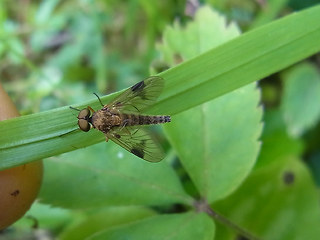 Chrysopilus asiliformis