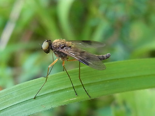 Chrysopilus asiliformis