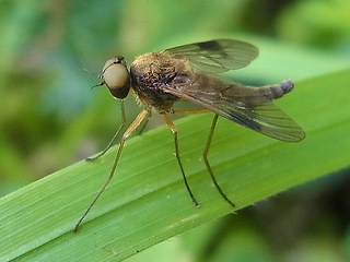 Chrysopilus asiliformis