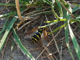 Chrysotoxum arcuatum