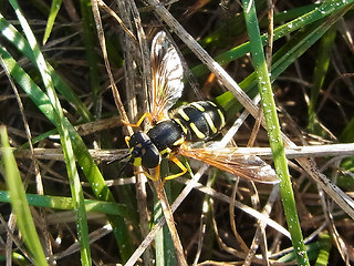 Chrysotoxum arcuatum