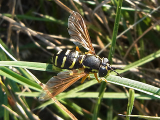 Chrysotoxum arcuatum