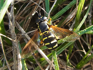 Chrysotoxum arcuatum