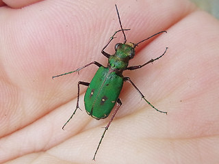 Cicindela campestris