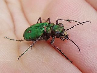 Cicindela campestris