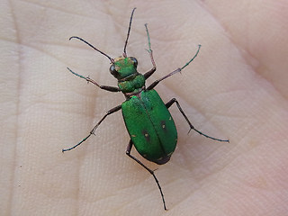 Cicindela campestris