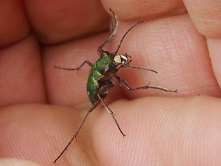 Cicindela campestris