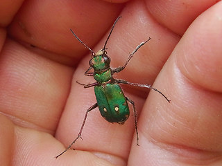 Cicindela campestris