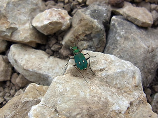 Cicindela campestris