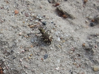 Cicindela hybrida