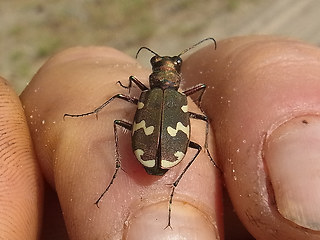 Cicindela hybrida