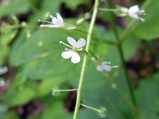 Circaea lutetiana