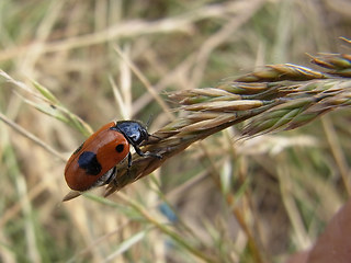 Clytra laeviuscula