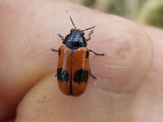 Clytra laeviuscula