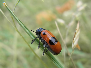 Clytra laeviuscula