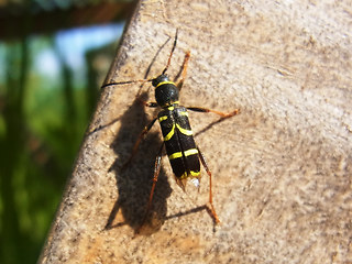 Clytus arietis