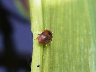 Coccidula scutellata