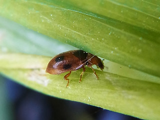 Coccidula scutellata