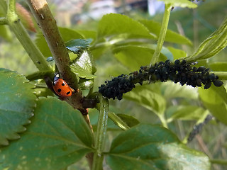 Coccinella septempunctata