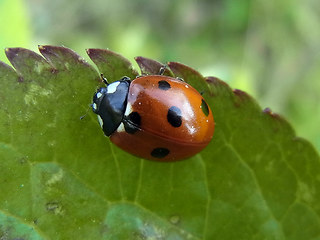 Coccinella septempunctata