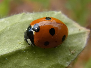 Coccinella septempunctata